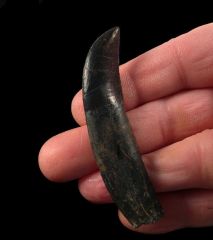 Big Allosaurus fragilis tooth for sale |Buried Treasure Fossils