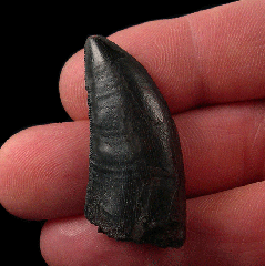 Quality Allosaurus tooth for sale |Buried Treasure Fossils