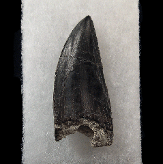 Cheap Allosaurus tooth for sale |Buried Treasure Fossils