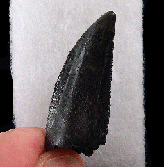 Morrison Allosaurus fragilis tooth for sale | Buried Treasure Fossils