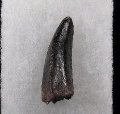 Jurassic Allosaurus tooth for sale |Buried Treasure Fossils