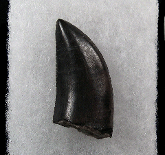 Torvosaurus tanneri tooth - Morrison Fm. | Buried Treasure Fossils