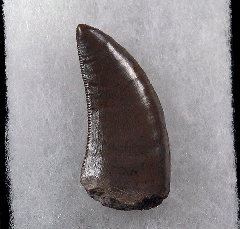 Torvosaurus  tooth for sale |Buried Treasure Fossils