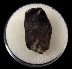 Camarasaurus tooth for sale | Buried Treasure Fossils