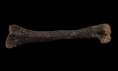 Dryosaurus tibia |Buried Treasure Fossils