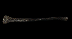 Othnielosaurus fibula