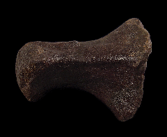 Camarasaurus metatarsal | Buried Treasure Fossils