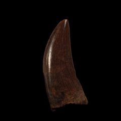 Monster Nanotyrannus tooth for sale | Buried Treasure Fossils