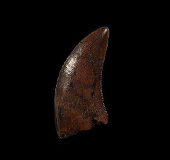 Nanotyrannus lancensis tooth | Buried Treasure Fossils