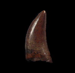 Extra Large Nanotyrannus tooth for sale | Buried Treasure Fossils 