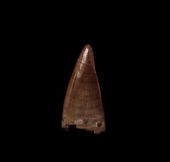 Premaxillary Nanotyrannus tooth for sale | Buried Treasure Fossils