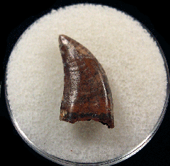 Rare Nanotyrannus  teeth for sale | Buried Treasure Fossils