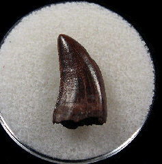 Rare Nanotyrannus  teeth for sale | Buried Treasure Fossils