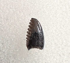 Rare Pectinodon tooth for sale | Buried Treasure Fossils