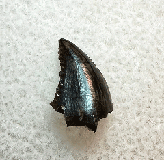 Horseshoe Canyon Troodon tooth for sale| Buried Treasure Fossils