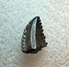 Real Albertavenator tooth | Buried Treasure Fossils