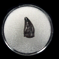 Quality Pachychephalosaurus fang tooth for sale | Buried Treasure Fossils