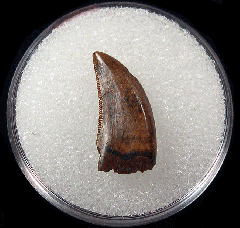 Acheroraptor tooth | Buried Treasure Fossils