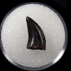 Perfect XL Dromaeosaur tooth for sale | Buried Treasure Fossils