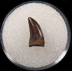 Rare Acheroraptor tooth for sale | Buried Treasure Fossils