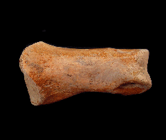 Struthiomimus altus toe bone | Buried Treasure Fossils