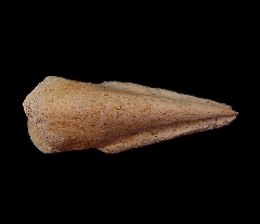 Struthiomimus manus claw for sale | Buried Treasure Fossils