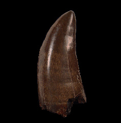 Tyrannosaurus rex tooth | Buried Treasure Fossil