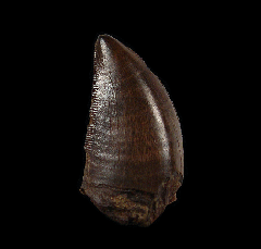 T rex tooth | Buried Treasure Fossil 