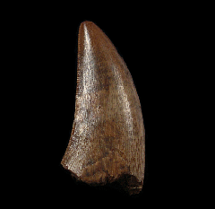 Tyrannosaurus rex tooth for sale  | Buried Treasure Fossils 