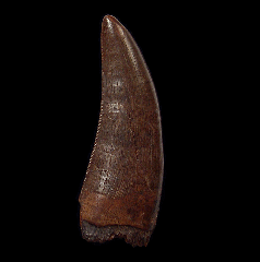 Large Judith River Tyrannosaurus tooth for sale | Buried Treasure Fossils