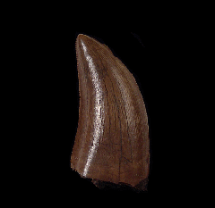 Large Albertosaurus tooth for sale | Buried Treasure Fossils