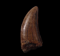 Colorful Gorgosaurus tooth for sale | Buried Treasure Fossils