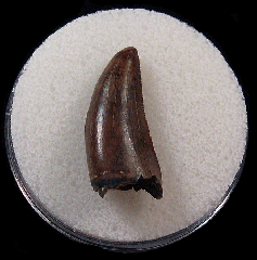 Daspletosaurus tooth | Buried Treasure Fossils