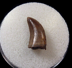 Daspletosaurus tooth | Buried Treasure Fossils