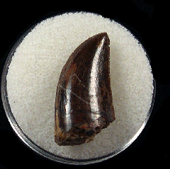 Top quality Daspletosaurus tooth for sale | Buried Treasure Fossils