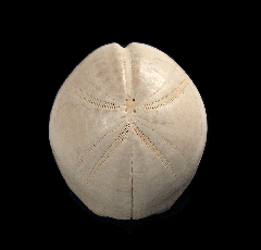 Micraster schroderi sea urchin | Buried Treasure Fossils