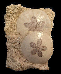 Scutella paulensis sand dollars | Buried Treasure Fossils