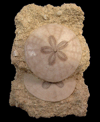 Scutella paulensis sand dollars | Buried Treasure Fossils