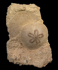 Scutella paulensis sand dollars | Buried Treasure Fossils