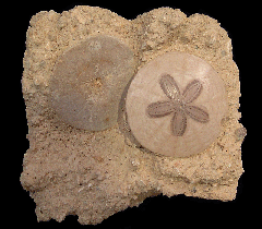 Scutella paulensis sand dollars | Buried Treasure Fossils