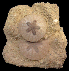 French Scutella sand dollars for sale | Buried Treasure Fossils