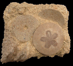 Scutella paulensis sand dollars | Buried Treasure Fossils