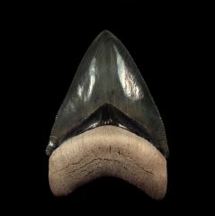 Otodus megalodon