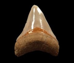 Top Quality Golden Beach Megalodon tooth for sale | Buried Treasure Fossils