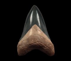 GEM Bone Valley Megalodon tooth for sale | Buried Treasure Fossils