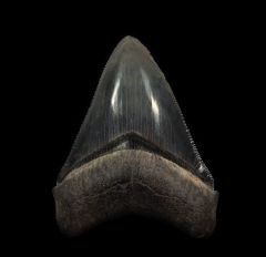 BV Megalodon tooth for sale | Buried Treasure Fossils