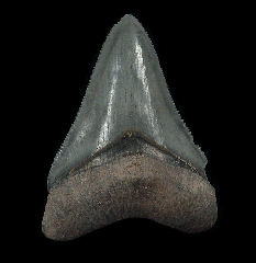 Florida BV Megalodon tooth for sale | Buried Treasure Fossils