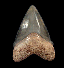 Florida BV Megalodon tooth for sale | Buried Treasure Fossils