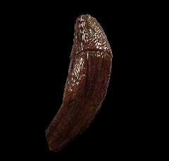 Basilosaurus cetoides tooth | Buried Treasure Fossils