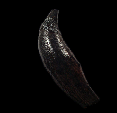 Florida Basilosaurus canine tooth | Buried Treasure Fossils